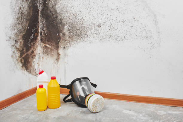 Best Same-Day Mold Removal  in Capitol View, SC