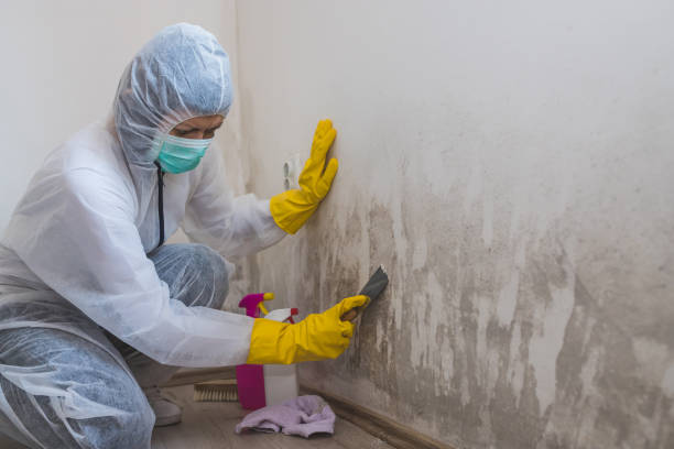 Best Toxic Mold Removal  in Capitol View, SC