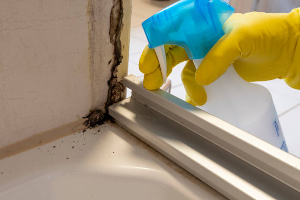 Best Mold Damage Repair  in Capitol View, SC