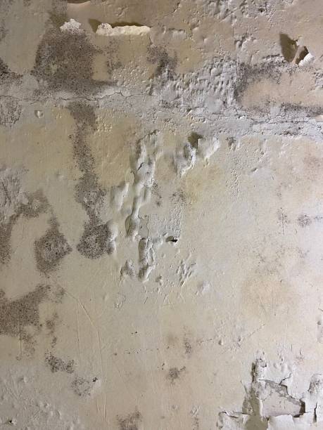 Best Attic Mold Removal  in Capitol View, SC