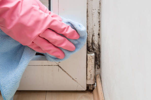 Professional Mold Removal in Capitol View, SC